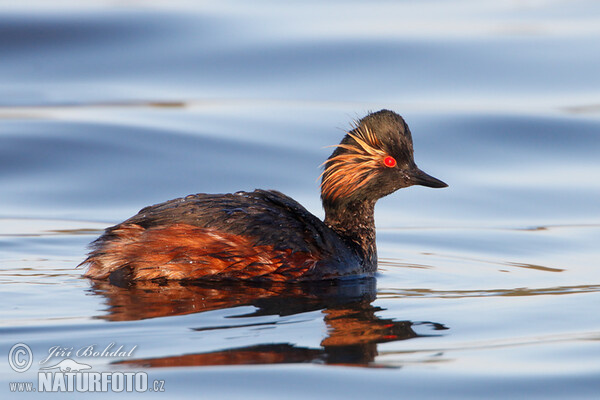 Potápka černokrká (Podiceps nigricollis)