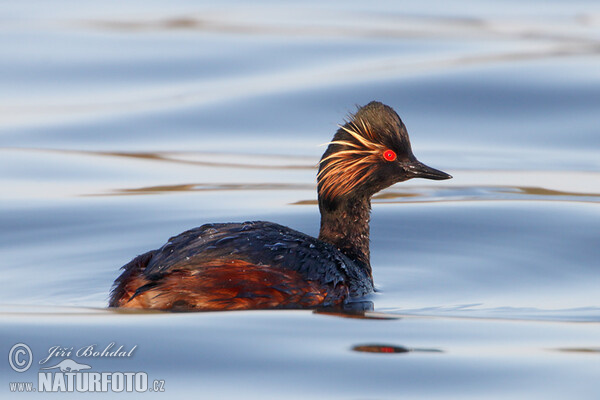 Potápka černokrká (Podiceps nigricollis)