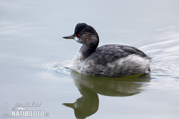 Potápka černokrká (Podiceps nigricollis)