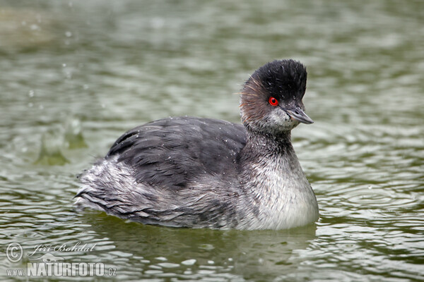 Potápka černokrká (Podiceps nigricollis)