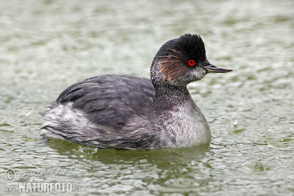 Potápka černokrká (Podiceps nigricollis)