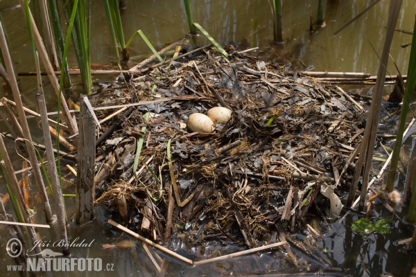 Potápka chochlatá (Podiceps cristatus)