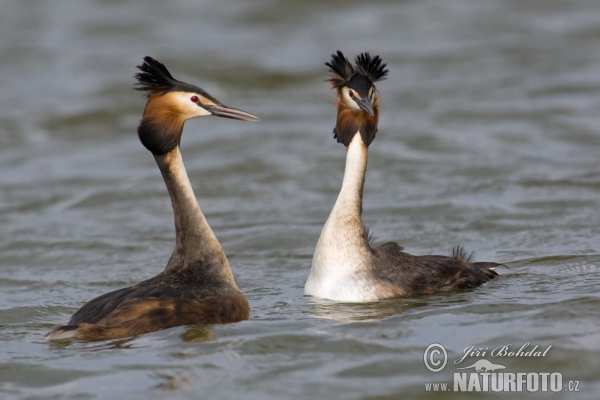 Potápka chochlatá (Podiceps cristatus)