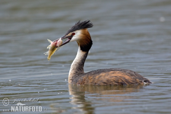 Potápka chochlatá (Podiceps cristatus)