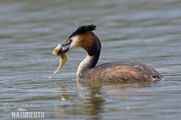 Potápka chochlatá (Podiceps cristatus)