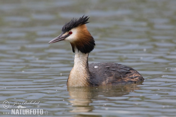 Potápka chochlatá (Podiceps cristatus)