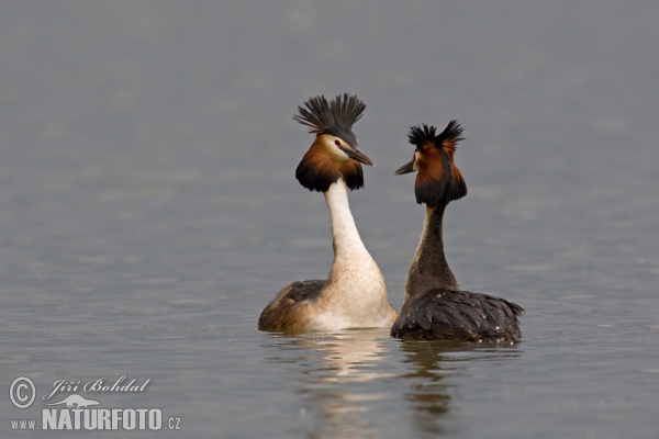 Potápka chochlatá (Podiceps cristatus)