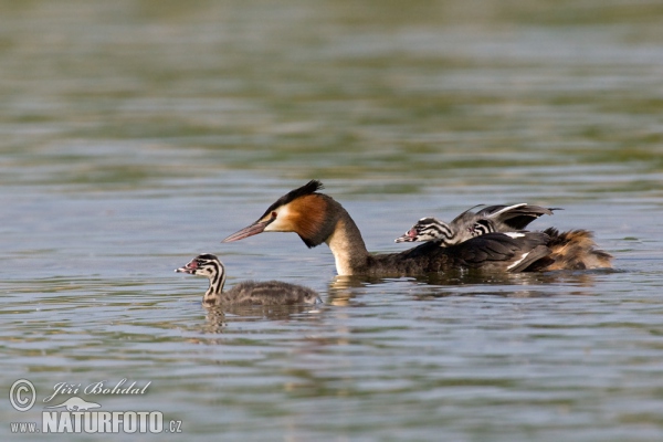 Potápka chochlatá (Podiceps cristatus)