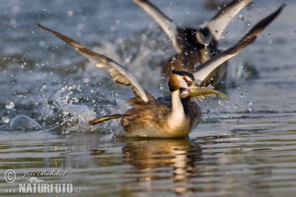 Potápka chochlatá (Podiceps cristatus)