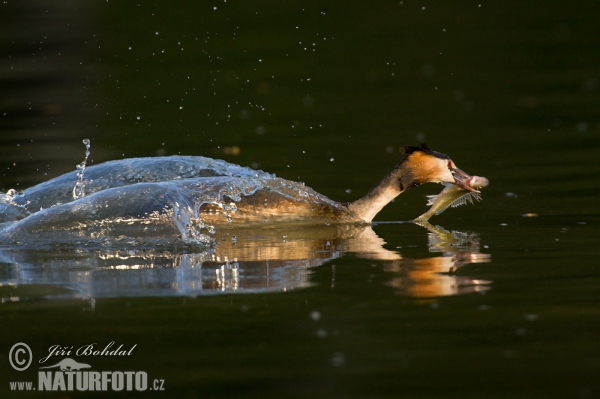 Potápka chochlatá (Podiceps cristatus)