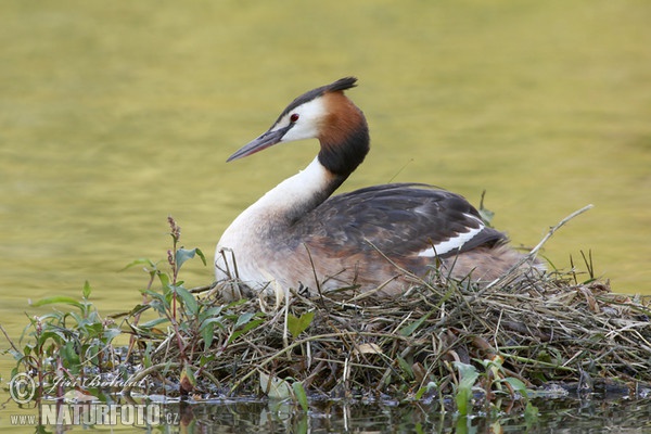 Potápka chochlatá (Podiceps cristatus)