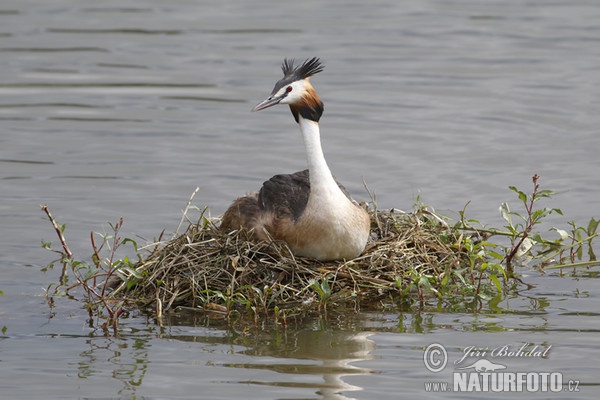 Potápka chochlatá (Podiceps cristatus)