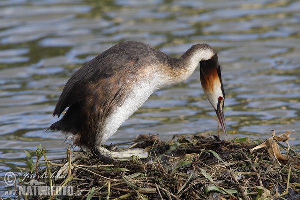 Potápka chochlatá (Podiceps cristatus)