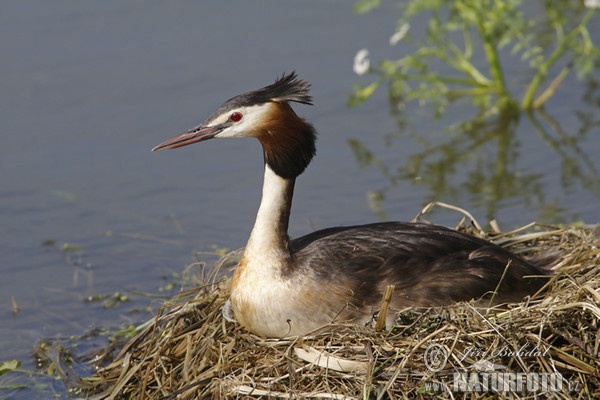 Potápka chochlatá (Podiceps cristatus)