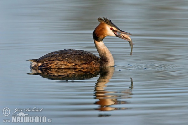 Potápka chochlatá (Podiceps cristatus)