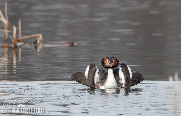 Potápka chochlatá (Podiceps cristatus)