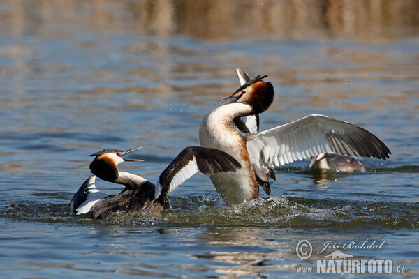 Potápka chochlatá (Podiceps cristatus)