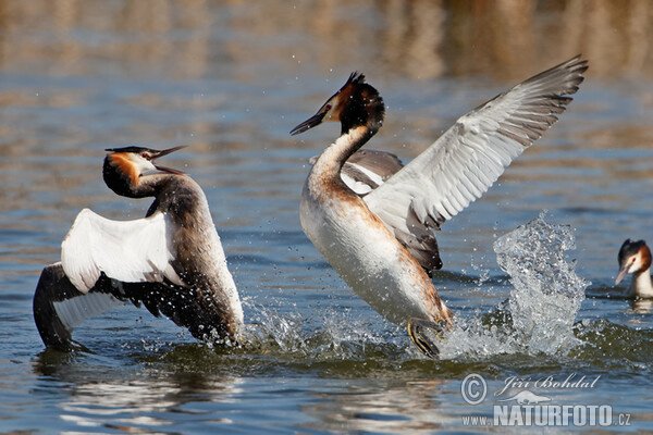 Potápka chochlatá (Podiceps cristatus)