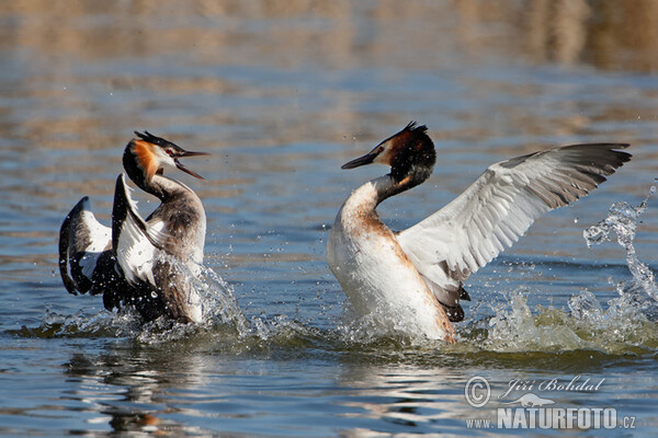 Potápka chochlatá (Podiceps cristatus)