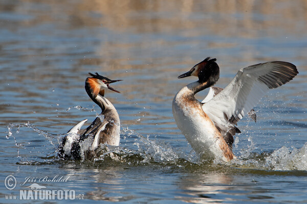 Potápka chochlatá (Podiceps cristatus)