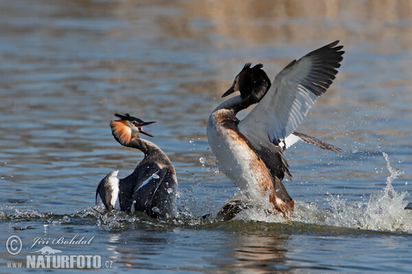 Potápka chochlatá (Podiceps cristatus)