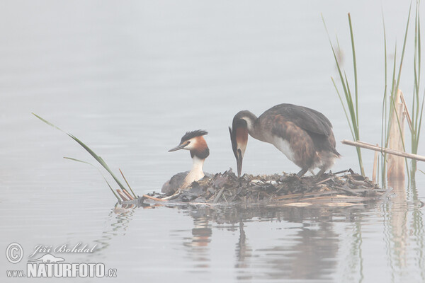 Potápka chochlatá (Podiceps cristatus)