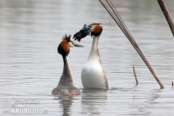 Potápka chochlatá (Podiceps cristatus)