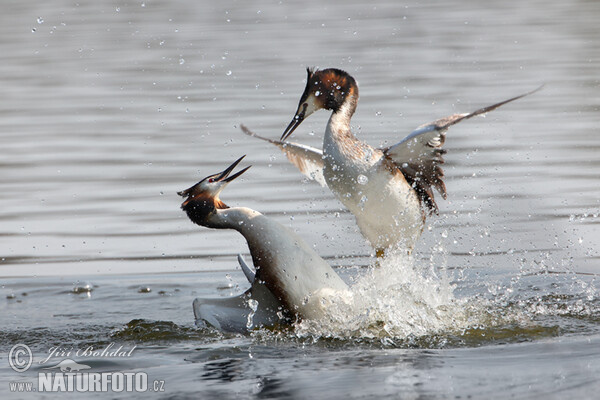 Potápka chochlatá (Podiceps cristatus)