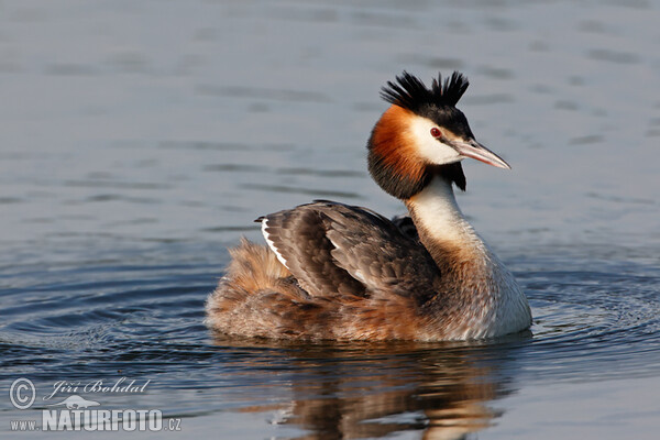 Potápka chochlatá (Podiceps cristatus)