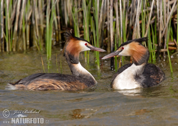 Potápka chochlatá (Podiceps cristatus)