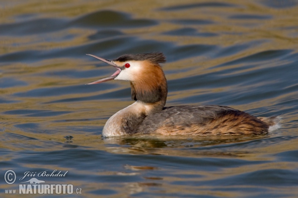 Potápka chochlatá (Podiceps cristatus)