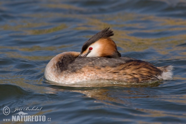 Potápka chochlatá (Podiceps cristatus)