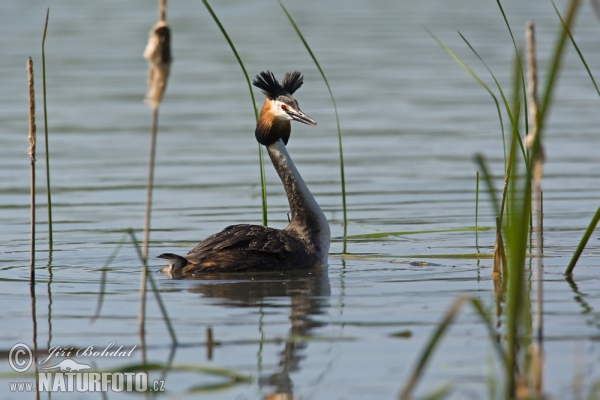 Potápka chochlatá (Podiceps cristatus)