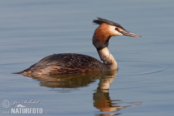 Potápka chochlatá (Podiceps cristatus)