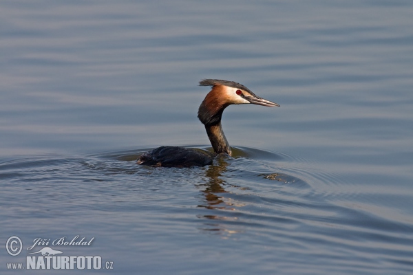 Potápka chochlatá (Podiceps cristatus)