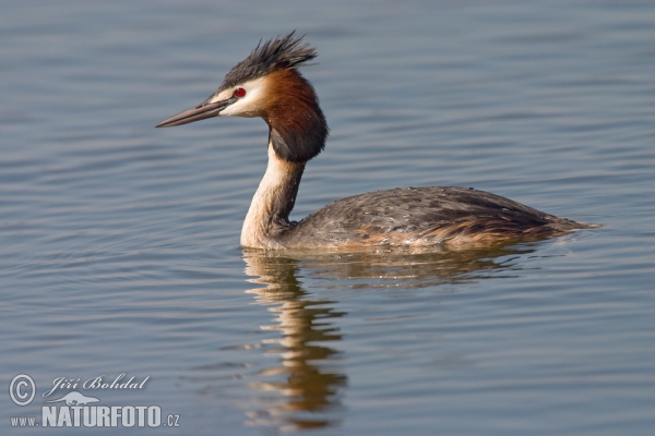 Potápka chochlatá (Podiceps cristatus)