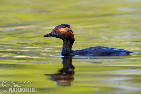 potápka čiernokrká (Podiceps nigricollis)