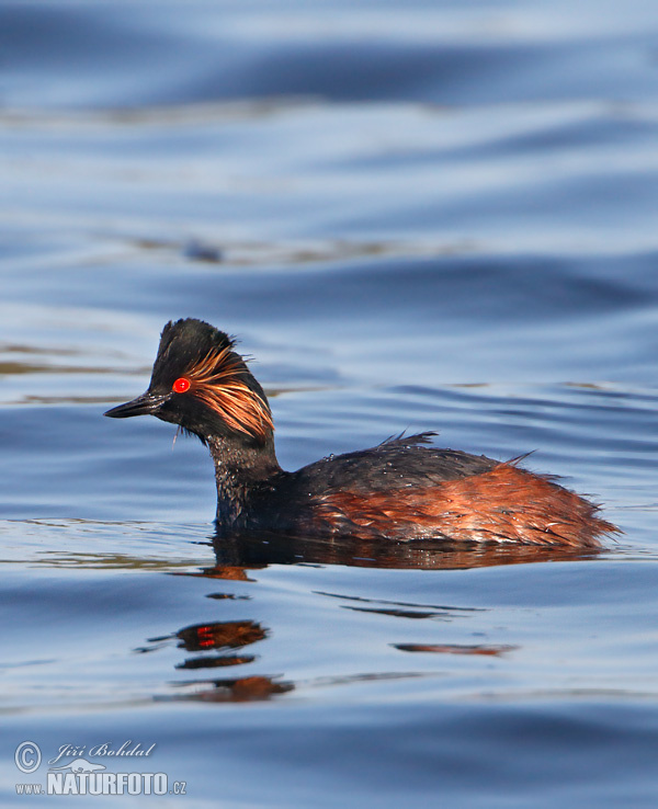 potápka čiernokrká (Podiceps nigricollis)