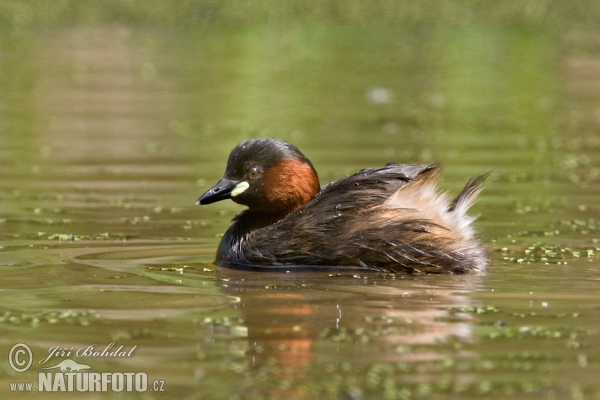 Potápka hnedá (potápka malá) (Tachybaptus ruficollis)