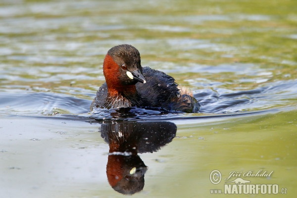 Potápka hnedá (potápka malá) (Tachybaptus ruficollis)