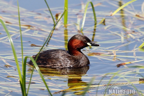 Potápka hnedá (potápka malá) (Tachybaptus ruficollis)