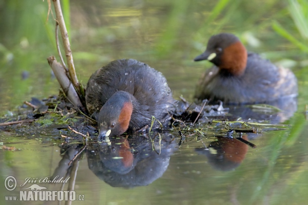 Potápka hnedá (potápka malá) (Tachybaptus ruficollis)