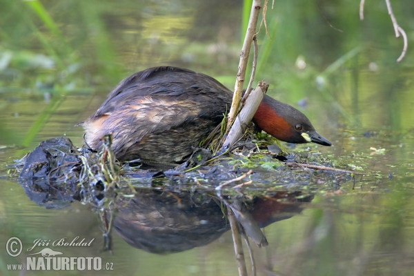 Potápka hnedá (potápka malá) (Tachybaptus ruficollis)