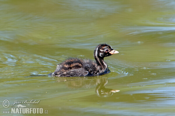 Potápka hnedá (potápka malá) (Tachybaptus ruficollis)