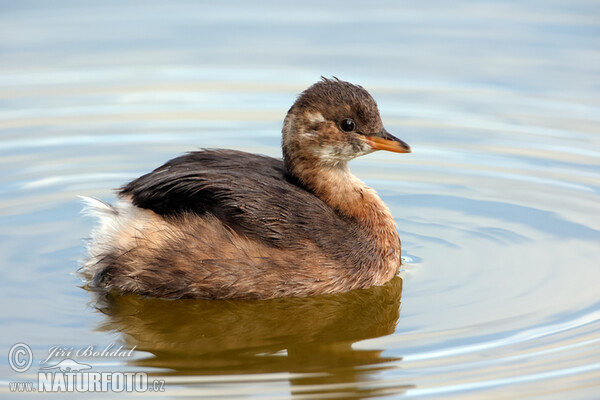 Potápka hnedá (potápka malá) (Tachybaptus ruficollis)