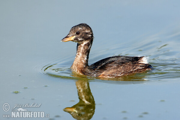 Potápka hnedá (potápka malá) (Tachybaptus ruficollis)