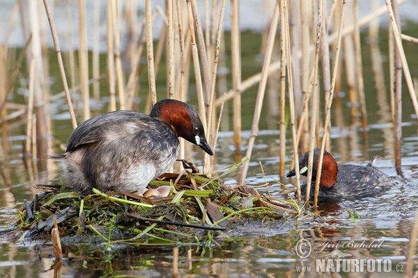 Potápka hnedá (potápka malá) (Tachybaptus ruficollis)