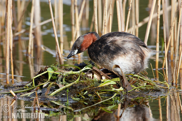 Potápka hnedá (potápka malá) (Tachybaptus ruficollis)