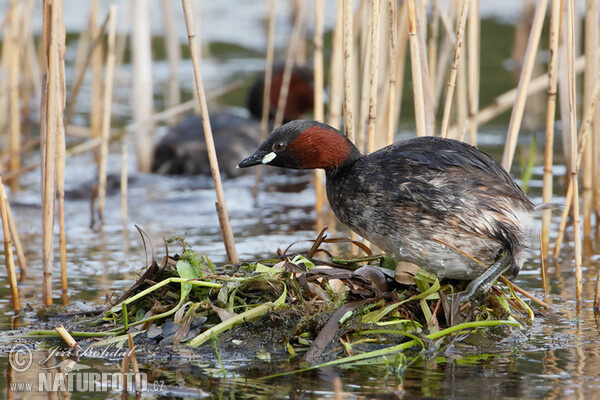 Potápka hnedá (potápka malá) (Tachybaptus ruficollis)