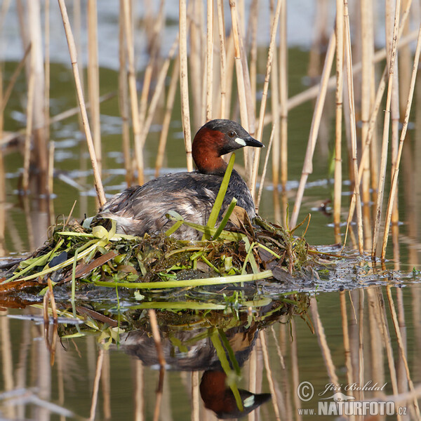 Potápka hnedá (potápka malá) (Tachybaptus ruficollis)